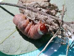 Egira crucialis