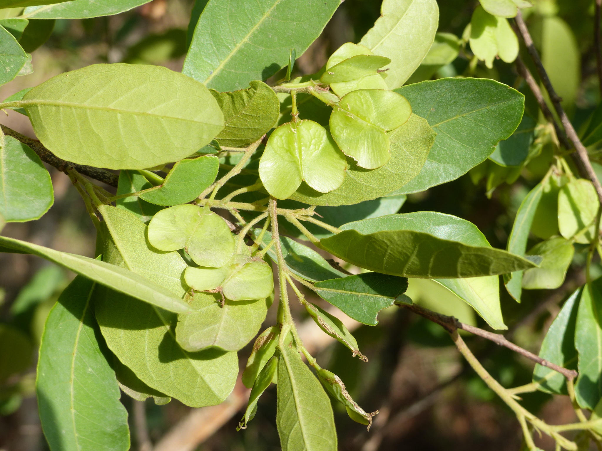 Hymenocardia acida Tul.