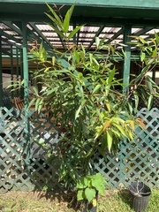 Syzygium hodgkinsoniae