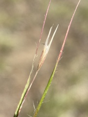 Danthonia unispicata