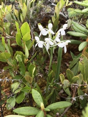Platanthera blephariglottis blephariglottis