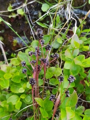 Luzula multiflora frigida