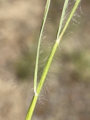 Danthonia unispicata