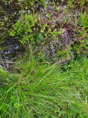 Luzula multiflora frigida