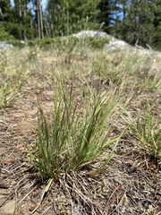 Danthonia unispicata