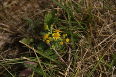 Tephroseris integrifolia