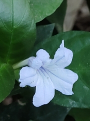 Ruellia solitaria