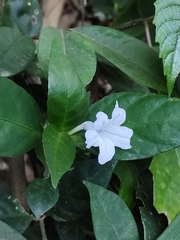 Ruellia solitaria