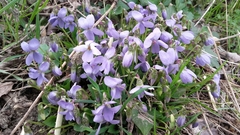 Viola alba