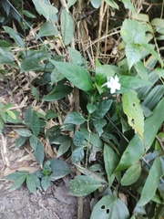 Ruellia solitaria