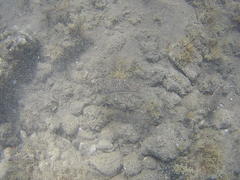 Torquigener flavimaculosus