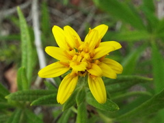 Trixis angustifolia