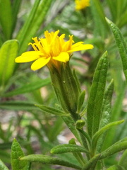 Trixis angustifolia