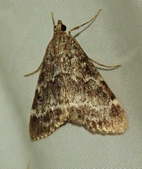 Evergestis sophialis