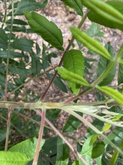 Rhus copallina image