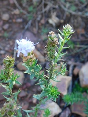 Pseudoselago serrata