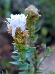 Pseudoselago serrata