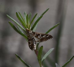 Epipagis forsythae