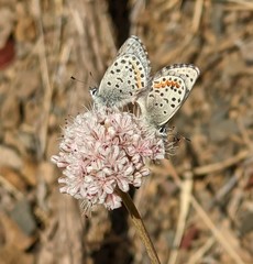 Euphilotes enoptes smithi