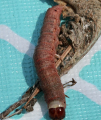 Egira crucialis