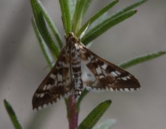 Epipagis forsythae