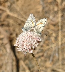 Euphilotes enoptes smithi