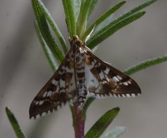 Epipagis forsythae