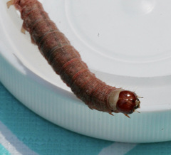 Egira crucialis