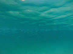 Hemiramphus saltator