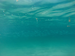 Hemiramphus saltator