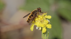 Dolichogyna chilensis