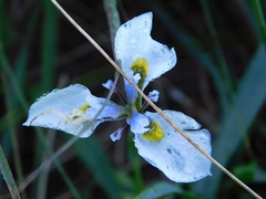 Moraea fergusoniae