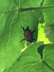 Pelidnota punctata