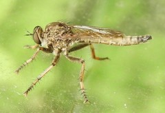 Machimus snowii