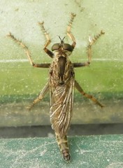 Machimus snowii