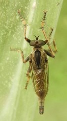 Machimus snowii