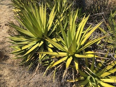 Agave ghiesbreghtii