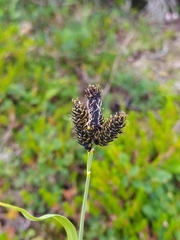 Carex atrata