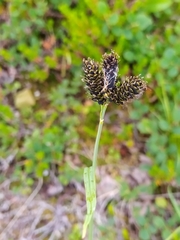 Carex atrata