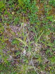 Carex atrata