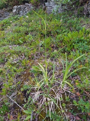 Carex atrata