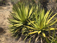 Agave ghiesbreghtii