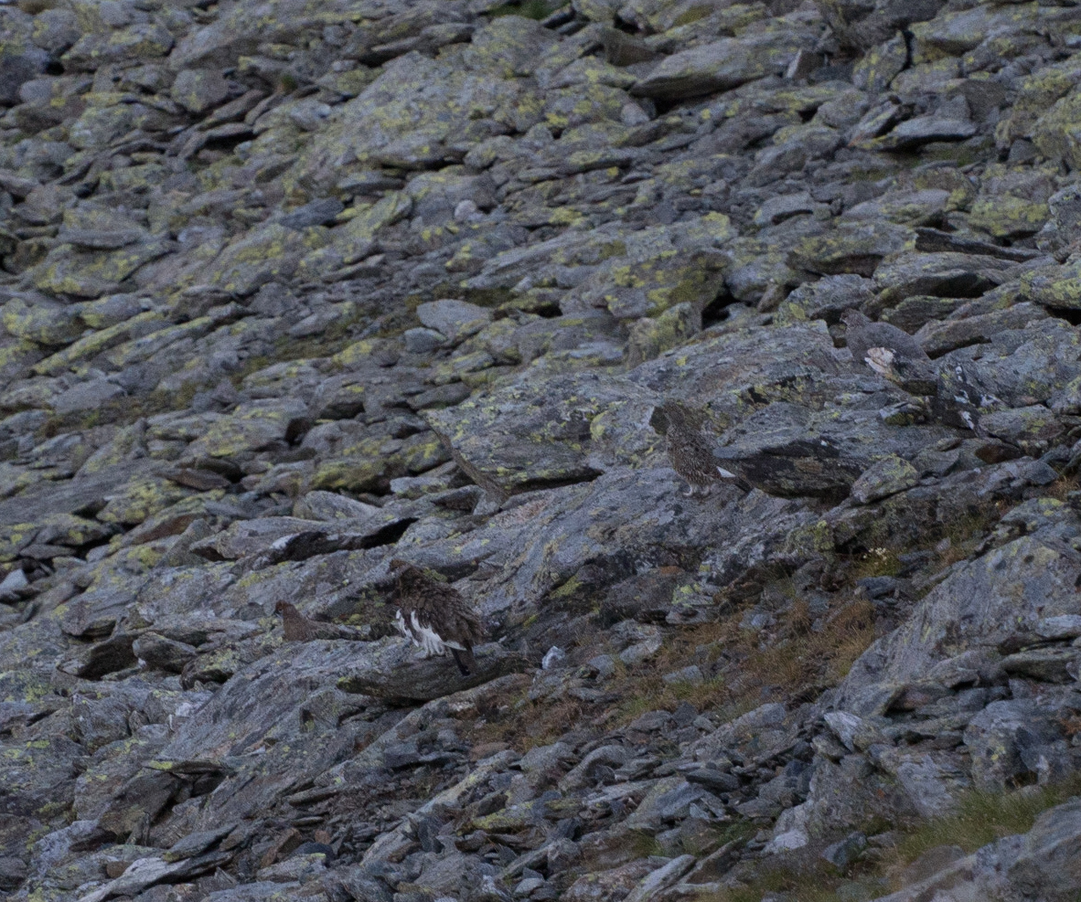 Rock Ptarmigan