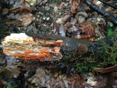 Phanerochaete sanguinea