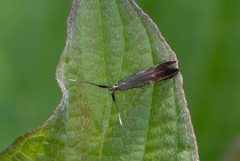 Coleophora deauratella