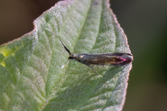 Coleophora deauratella