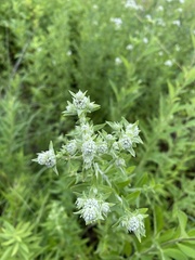 Pycnanthemum verticillatum