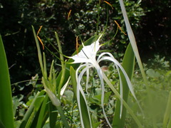 Hymenocallis latifolia image