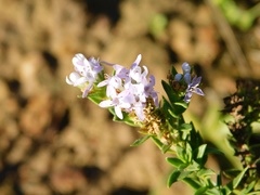 Pseudoselago serrata
