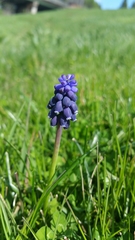 Muscari armeniacum